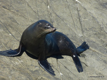 Otarie à fourrure - Australie